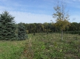 Tree fields in early fall, looking north.