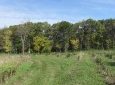 Tree fields in early fall, looking north.