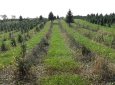 Tree fields in early fall, looking south.