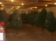 Farm-Sales-12-10-05-053
